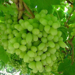 Thompson Live Grape Vine Cuttings - 12 Pack - Vitis vinifera - Ideal for Home Garden, Vineyard, or Landscaping
