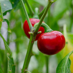 Cherry Pepper Live Plant 2-Pack in 1 Pot, Easy to Grow Edible Hot Peppers, Capsicum annuum