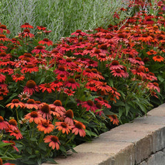 50 Red Ombre Coneflower Seeds - Echinacea Purpurea - Perennial Blooming Flower Seeds for Garden Planting