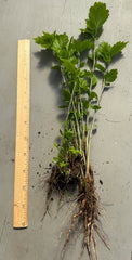 Rose of Sharon Seedling Lot of 6 Bare Root Starter Plants - Hibiscus syriacus