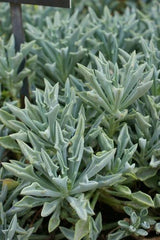 Senecio Spear Plant Cuttings 5+" Rare Succulent Kleiniformis Healthy 3X Set