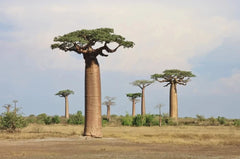 Baobab Tree Seeds - 5 Pack - High-Quality Adansonia Digitata - Grow Your Own Baobab - Ships from Iowa