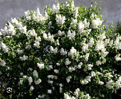 Madame Lemoine Lilac Starter Plant 4-8” Tall Syringa Vulgaris Well Rooted Perennial Shrub for Garden Landscaping