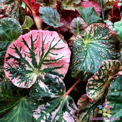 Midnight Sun Begonia Seeds - 25+ Count - Perfect for Garden Planting - USA Grown, Free Shipping!