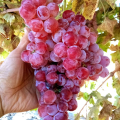 Globe Seedless Grape Vine Cuttings - Large Sweet Juicy Variety (Vitis vinifera)