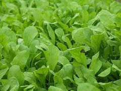 Organic Heirloom Arugula Seeds - Premium Roquette Variety - Fresh Non-GMO Garden Seeds for Planting