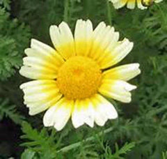 Garland Daisy Seeds - 500+ Newly Harvested Seeds - Beautiful Flowering Plant (Bellis perennis)