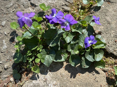 50 Wild Purple Violet Bulbs - Viola sororia - Native Flower Rhizomes for Garden Planting, Spring-Summer Bloom
