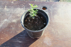 Desert Ironwood Tree - Well Rooted Olneya Tesota - Bonsai Plant - Unique Indoor/Outdoor Decor