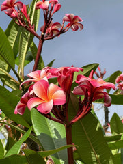 Pink Plumeria Starter Cutting - Double Head, Fresh 10-inch, Locally Grown - Plumeria rubra