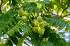Butternut Seedlings for Planting - 2 White Walnut Tree Seedlings - Juglans cinerea