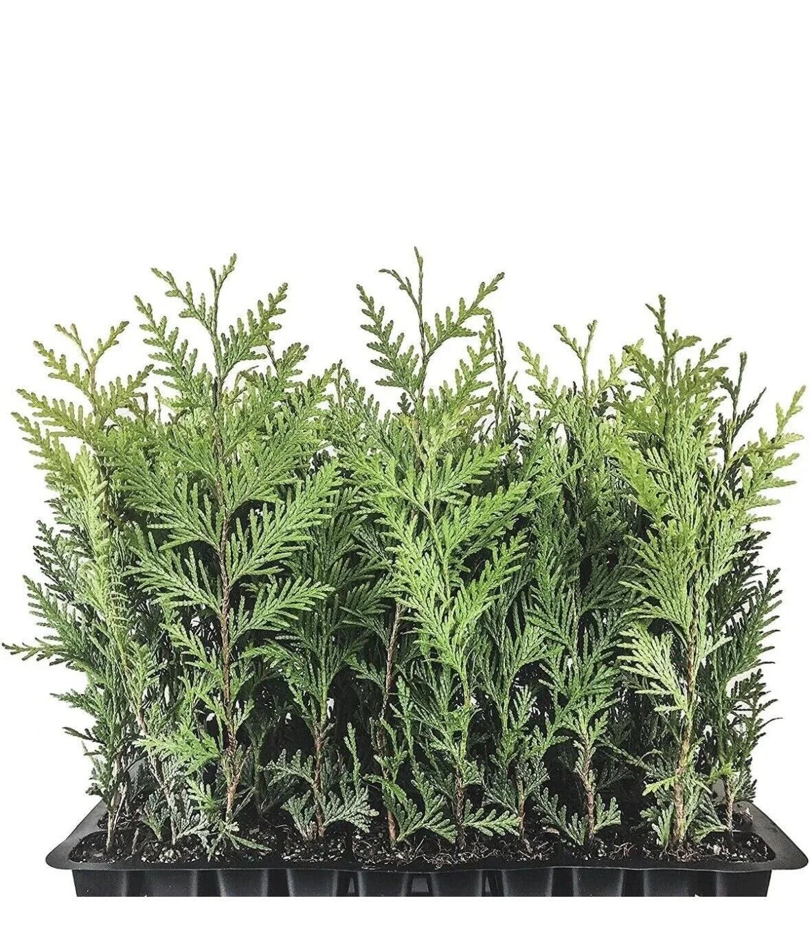 Emerald Green Arborvitae Trees - 3 Starter Plants for Privacy Screen