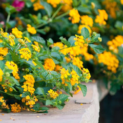 Lantana Plant Plug, 1-Count, Chapel Hill Gold, Hardy Type, Easy to Grow, Lantana camara