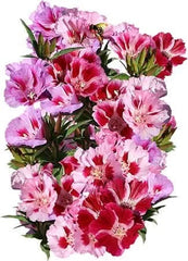 Dwarf Godetia Seeds - Farewell to Spring - Clarkia amoena - Flower Seeds for Planting