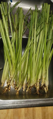 Organic Lemongrass Stalks - 6 Fully Rooted Plants for Gardening - Cymbopogon citratus