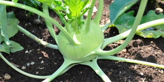 Early White Vienna Kohlrabi Seeds - 150 Count Heirloom Creamy Tender Microgreens - Brassica oleracea
