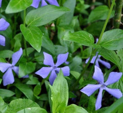 25+ Vinca Minor Periwinkle Live Plants - Creeping Myrtle Ground Cover for CT Gardens