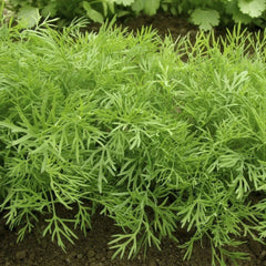 Mammoth Long Island Dill Seeds - 500+ Count - Heirloom Herb for 2025 Planting - Anethum graveolens