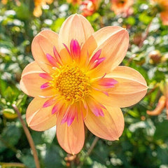 25 Kelsey Ann Dahlia Flower Seeds - Perennial Blooms - Colorful Garden Flowers - Dahlia variabilis
