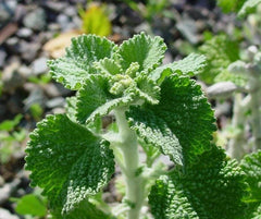 White Horehound Herb Seeds - Marrubium vulgare - Herbal Garden Planting - Tracking Included