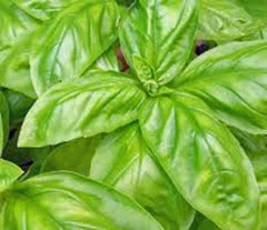 Italian Large Leaf Basil Seeds, Heirloom Variety, 25+ Seeds, Great Herb for Home Garden, Ocimum basilicum