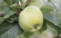 25+ Amere de Berthencourt Apple Seeds - Organic Garden Seeds for Planting - Malus domestica - USA - Free Shipping