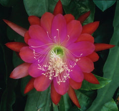 Epiphyllum Orchid Cactus Plant - DANTE Variety - Don's Cuttings SEPT/1 - Perfect for Indoor Gardens