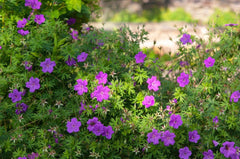5 Cranesbill Wild Geranium Bare Roots - Organic Maculatum Wildflower Transplant, Multicolor, Perennial Plant
