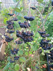 Viking Aronia Berry Plant - Live Rooted Starter Plant - Zones 3-8 - Aronia melanocarpa
