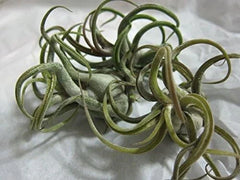 5 Pack Caput Medusae Air Plants - Low Maintenance Exotic Variety - Tilandsia