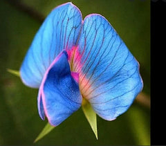 King TUT Blue Sweet Pea Seeds - 5 Rare Seeds for Planting - Lathyrus sativus azureus - Heirloom Variety