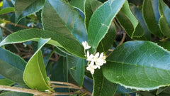 Live Sweet Olive Shrubs 4" Tall Osmanthus Houseplant Very Fragrant - 2 Rooted Plants