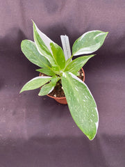 Philodendron White Princess Rooted Plant 3" Pot