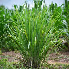 Set of 10 Edible Lemongrass Rooted Plants – Easy Grow Live Herb – Cymbopogon citratus – Ships Without Pot