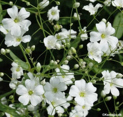 500 Seeds Baby's Breath White Annual Flower (Gypsophila elegans) - GroCo, Buy 15, Ships Free
