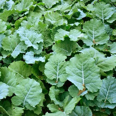 Dwarf Essex Rape Seeds 500 Seeds Open-Pollinated Brassica napus USA Seller