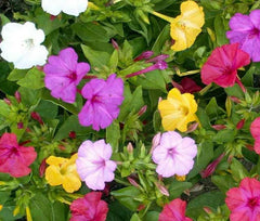 Four O'Clock Flower Seeds - Marvel of Peru, Fresh Seed, Mirabilis jalapa