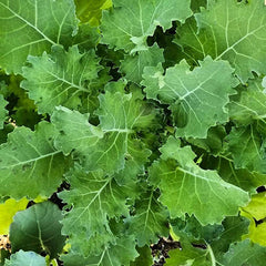 Dwarf Siberian Kale Seeds | Heirloom Non-GMO | Organic Vegetable Seeds | Brassica napus
