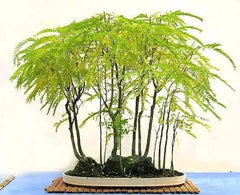 Thornless Honey Locust Tree Seeds 20 Pack for Bonsai or Outdoor Planting - Gleditsia triacanthos