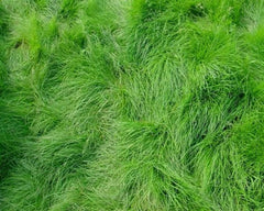 Creeping Red Fescue Seeds (1,000 Seeds) - Festuca rubra - Drought Tolerant Lawn Grass, Shade-Tolerant Ground Cover