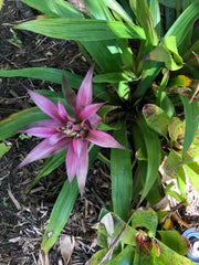 Guzmania MOONLIGHT Bromeliad Plant - Medium Tropical Houseplant - Indoor Air Purifier, Easy Care, Exotic Greenery