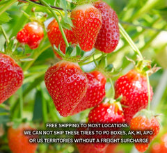 Summer Bearing Strawberry Plants - Pack of 10 Bare Root Marys Peak - Fragaria × ananassa