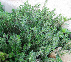 Thyme Seeds 1000+ Heirloom Non-GMO (Thymus vulgaris) - Culinary Herb Seeds for Gardening