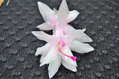 Christmas Cactus Starter Plant - Island Pearl - Schlumbergera Truncata - Well Rooted, Healthy Plant for Home Decor or Gifting