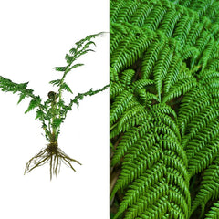 Live 6" Hard Curled Leaf Cyathea Tree Fern - Exotic Rare Texture Bare Root Plant