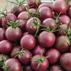 Black Cherry Tomato Seeds | Heirloom Non-GMO Variety | Perfect for Home Garden | Solanum lycopersicum