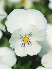 200+ White Pansy Seeds (Viola) for Garden Planting - Spreading Plentifall Variety, Ideal for Flower Beds