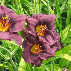 Hemerocallis 'Siloam Plum Tree' Daylily Bareroot with One Mature Eye - Purple Flowering Perennial Plant