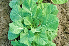 Champion Collard Greens Seeds - 601+ Premium Spring & Fall Vegetable for Garden & Patio - Brassica oleracea