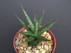 Sansevieria Francisii Plant 4" Pot | Rare Exotic Succulent for Outdoor Garden Collection